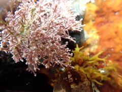 Corallina officinalis