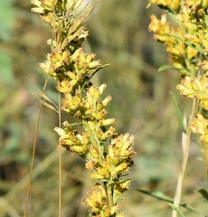 Solidago missouriensis
