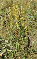Solidago missouriensis