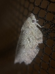 Flatoidinus punctatus