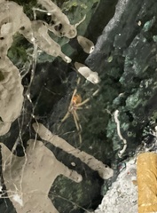 Latrodectus geometricus