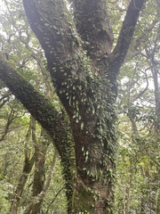 Lemmaphyllum microphyllum