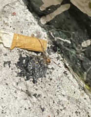 Latrodectus geometricus