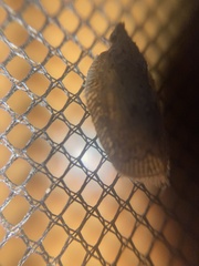 Flatoidinus punctatus