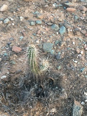 Echinocereus engelmannii engelmannii