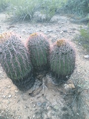 Ferocactus cylindraceus