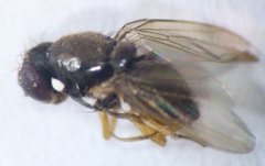 Amiota