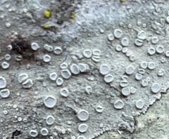 Lecanora caesiorubella