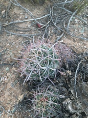 Ferocactus cylindraceus