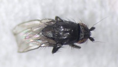 Limosininae