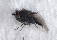 Limosininae