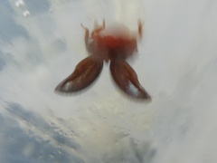 Rhyzobius lophanthae