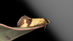 Olbonoma triptycha