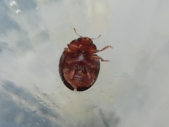 Rhyzobius lophanthae