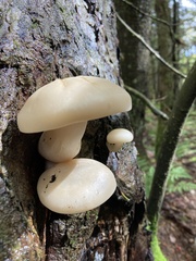 Hypsizygus