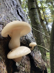 Hypsizygus