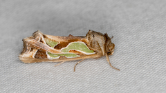 Cosmodes elegans