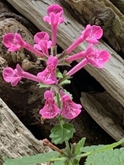 Stachys chamissonis cooleyae