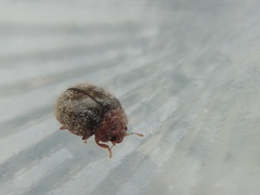 Rhyzobius lophanthae