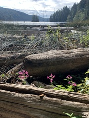 Stachys chamissonis cooleyae