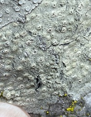 Pertusaria