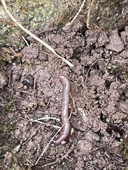 Lumbricus terrestris