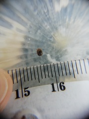 Rhyzobius lophanthae