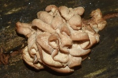 Lentinellus cochleatus