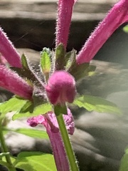 Stachys chamissonis cooleyae