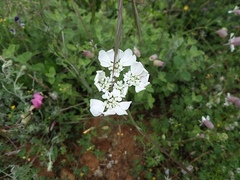 Orlaya grandiflora