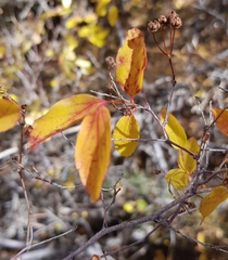 Spiraea flexuosa