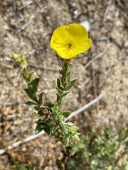 Camissoniopsis cheiranthifolia
