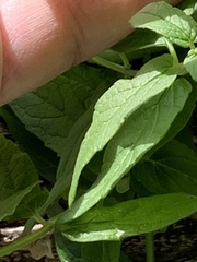 Stachys chamissonis cooleyae