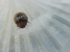 Rhyzobius lophanthae