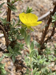 Camissoniopsis cheiranthifolia