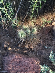 Cylindropuntia bigelovii