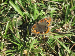 Junonia genoveva hilaris