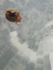 Rhyzobius lophanthae