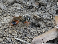 Sphex dorsalis