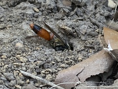 Sphex dorsalis
