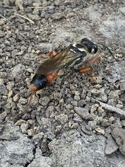 Sphex dorsalis