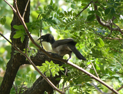 Philemon buceroides