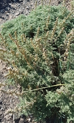 Artemisia santolinifolia