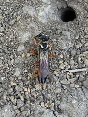 Sphex dorsalis