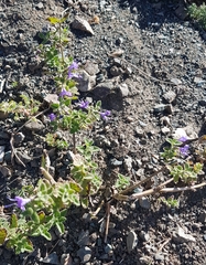 Dracocephalum nutans