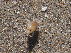 Megalorchestia corniculata