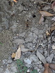 Sphex dorsalis
