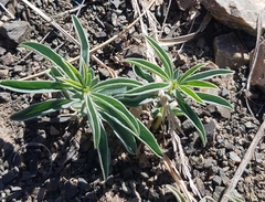 Thermopsis lanceolata