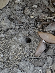 Sphex dorsalis