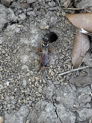 Sphex dorsalis